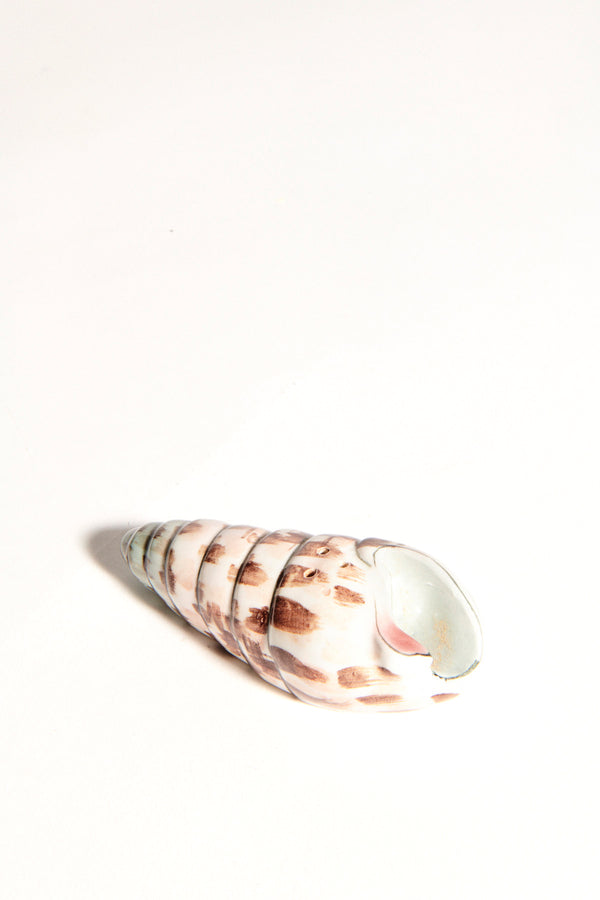 Cone Shell Salt Pepper Shaker Set